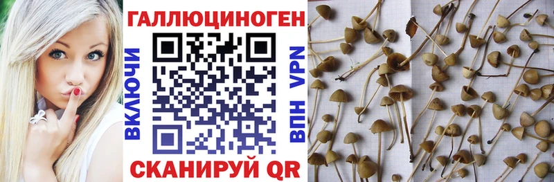 Галлюциногенные грибы Magic Shrooms цены Светогорск